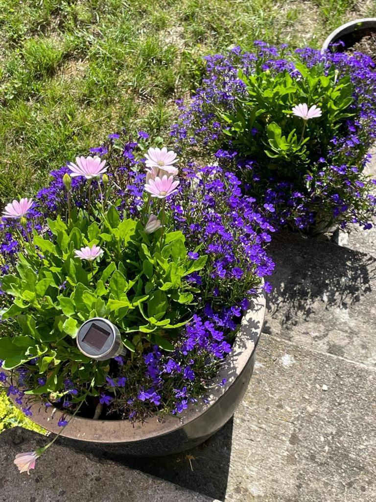 Rynge Teaters Boningshus Apartment Ystad Luaran gambar